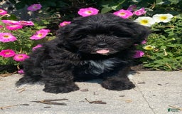 Lhasapoo dogs for sale: Jonah - Image 4