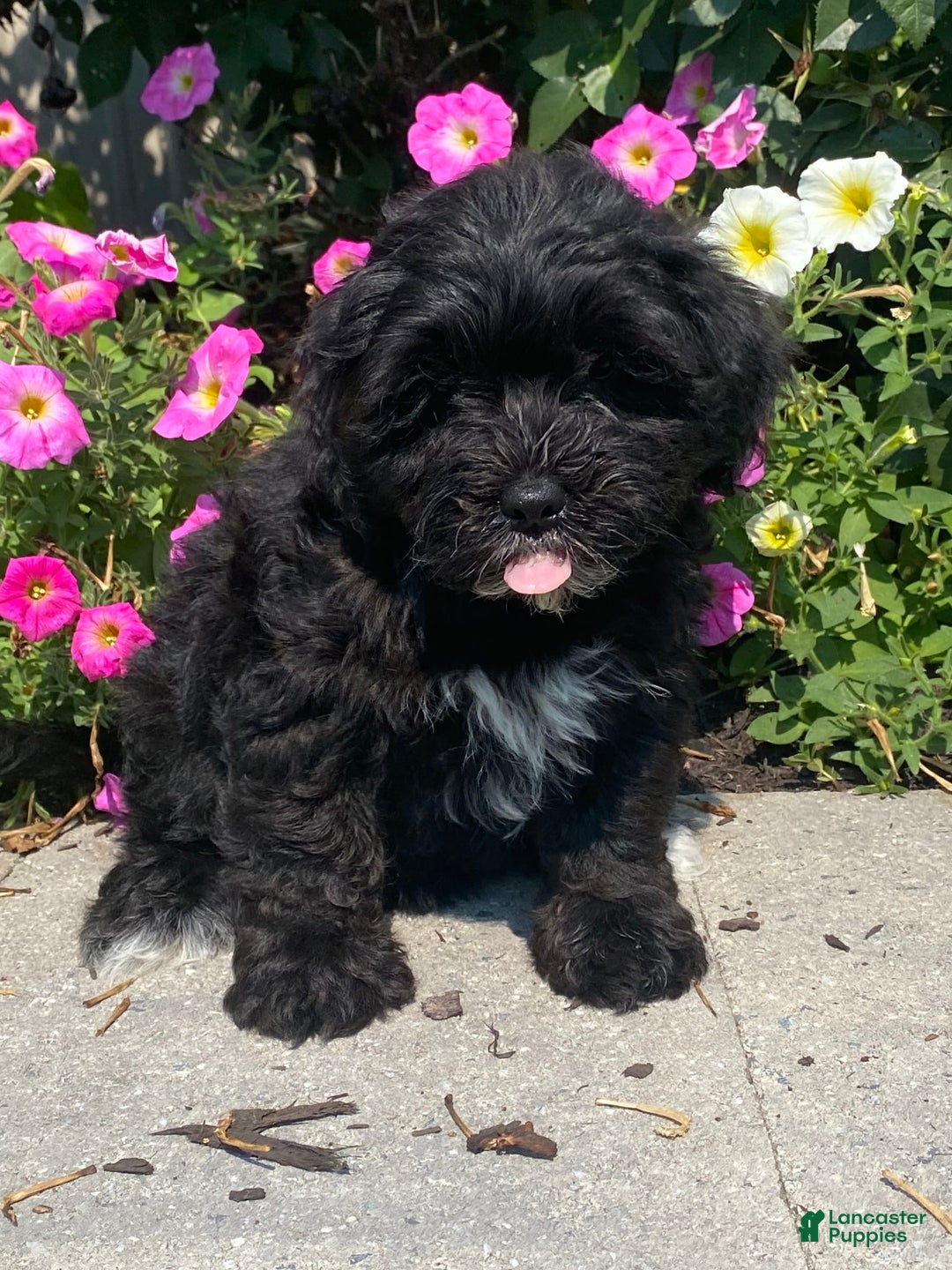 Lhasapoo dogs for sale: Jonah - Image 4