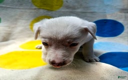Border Collie dogs for sale: Charlie - Image 13