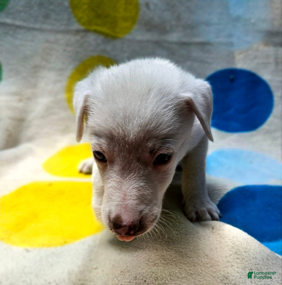 Border Collie dogs for sale: Charlie - Image 13