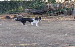 Samoyed dogs for sale: Orange - Image 3