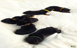 Rottweiler dogs for sale: Rex - Image 2