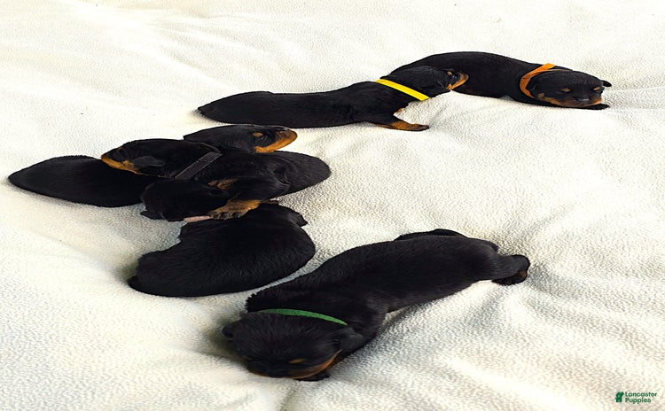 Rottweiler dogs - Advert 30
