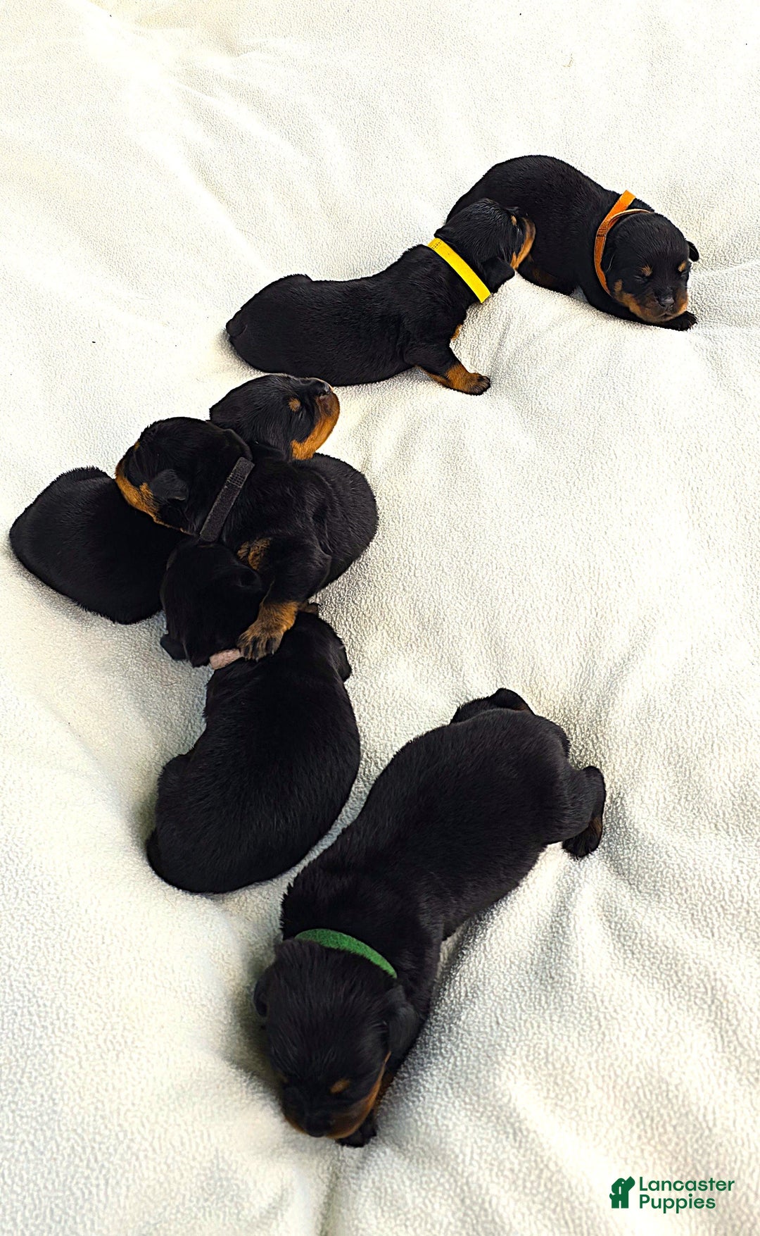 Rottweiler dogs for sale: Rex - Image 2