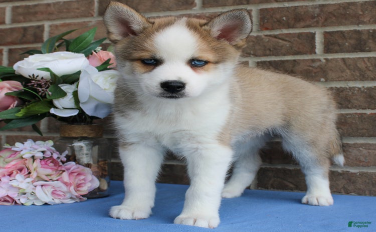Pomsky dogs for sale - Ad 5