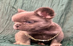 French Bulldog dogs for sale: Fluffy French Bulldog - Image 1