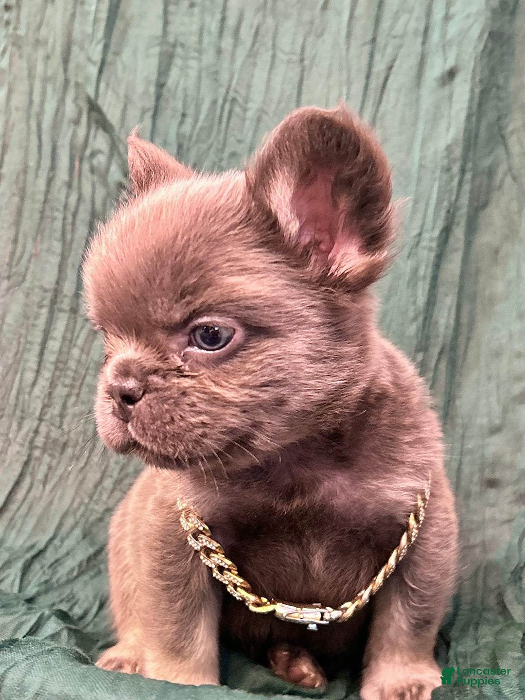 French Bulldog dogs for sale: Fluffy French Bulldog - Image 1
