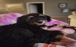 Mini Bernedoodle dogs for sale: Teddy - Image 3