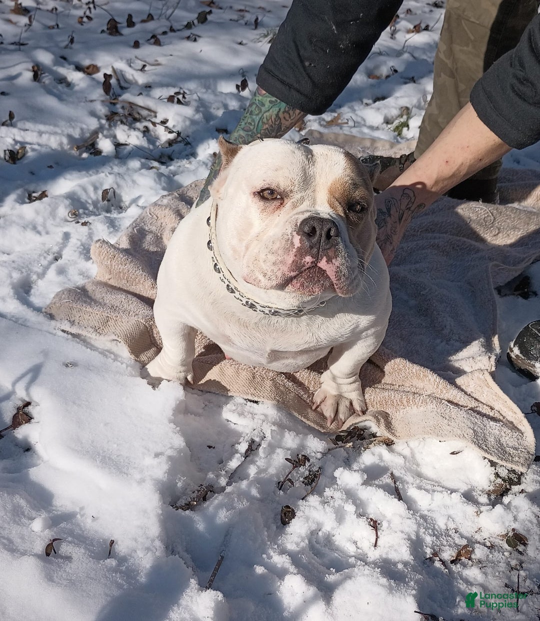 American Bully dogs for sale: Lookout - Image 6