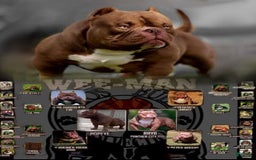American Bully dogs for sale: Coco - Image 12