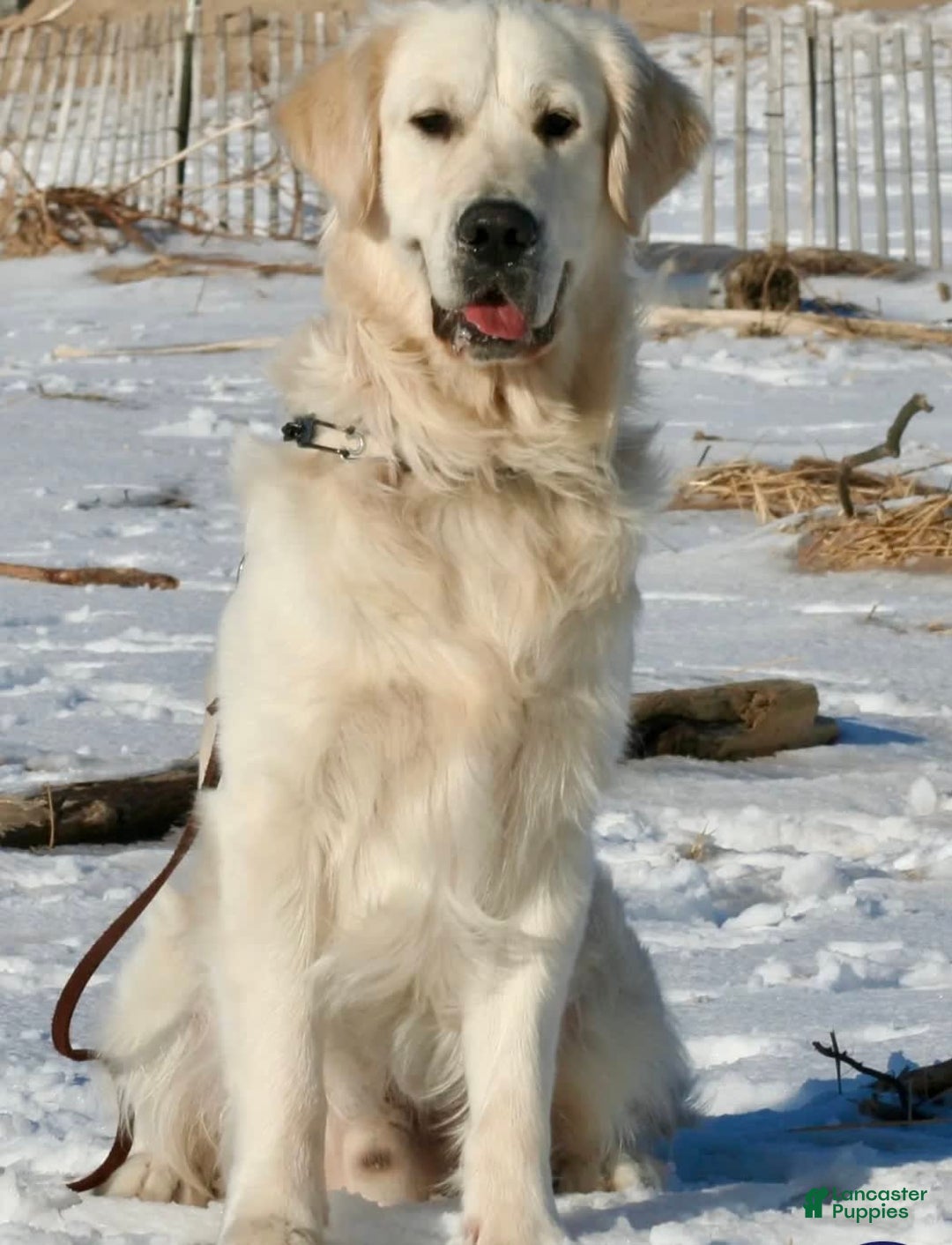 Golden Retriever dogs for sale: Black - Image 6