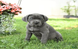 Cane Corso dogs for sale: Bruce - Image 1
