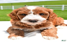 Mini Goldendoodle dogs for sale: Justin - Image 4