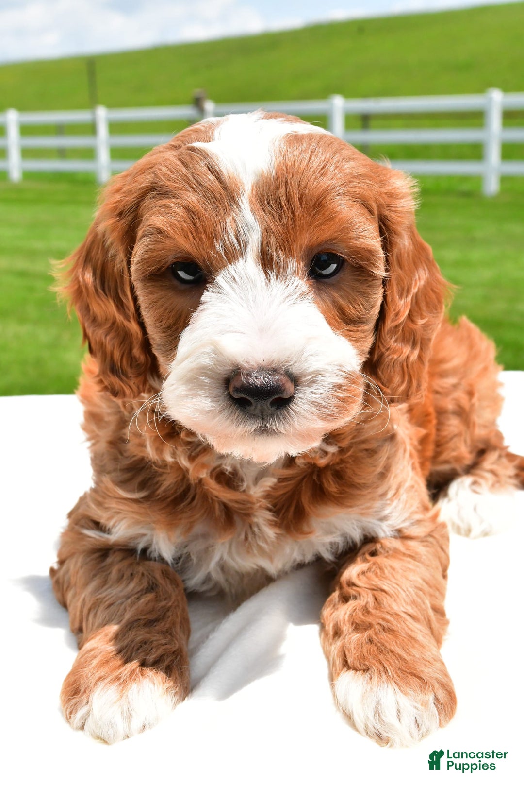 Mini Goldendoodle dogs for sale: Justin - Image 4
