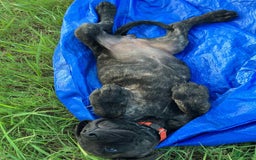 English Mastiff dogs for sale: Pink Girl 🩷 - Image 4