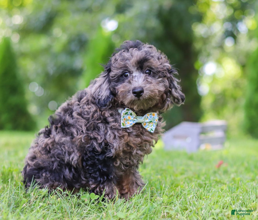 Miniature Poodle dogs for sale: Dax - Image 5
