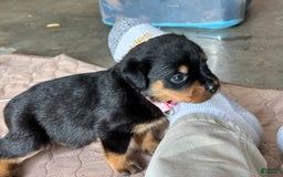Rottweiler dogs for sale: Pink Collar - Image 11