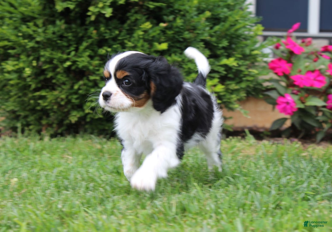 Cavalier King Charles Spaniel dogs for sale: Amigo - Image 1