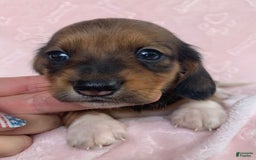 Miniature Dachshund dogs for sale: Baby Cleo - Image 7