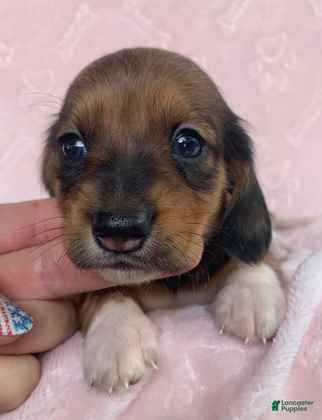 Miniature Dachshund dogs for sale: Baby Cleo - Image 7