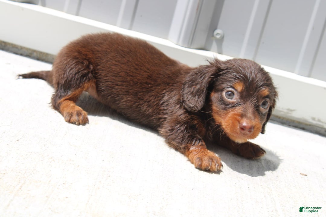 Dachshund dogs for sale: Angel Mini - Image 4