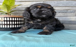 Cocker Spaniel dogs for sale: Tara - Image 2