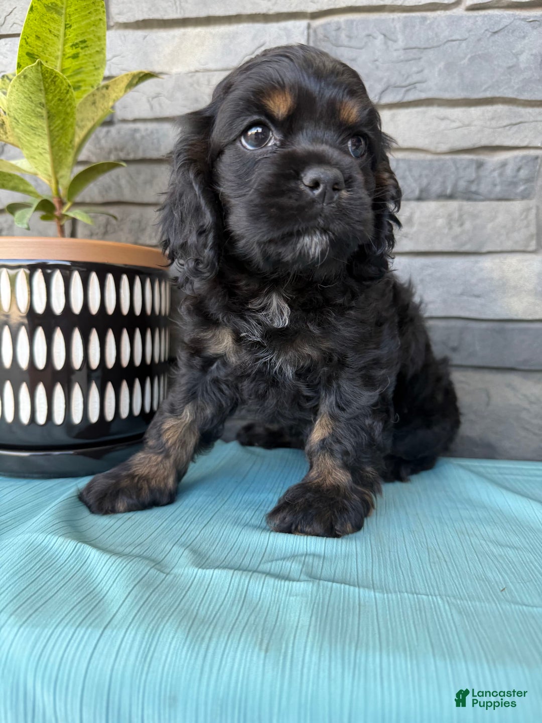 Cocker Spaniel dogs for sale: Tara - Image 2