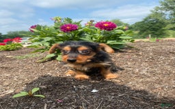 Yorkshire Terrier dogs for sale: Jag - Image 4