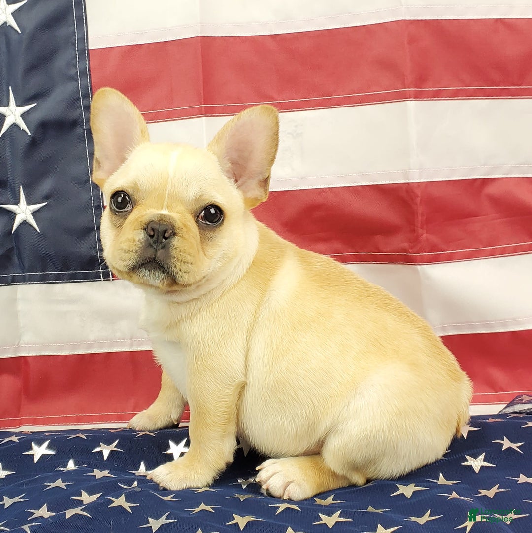 French Bulldog dogs for sale: Triumph - Image 6