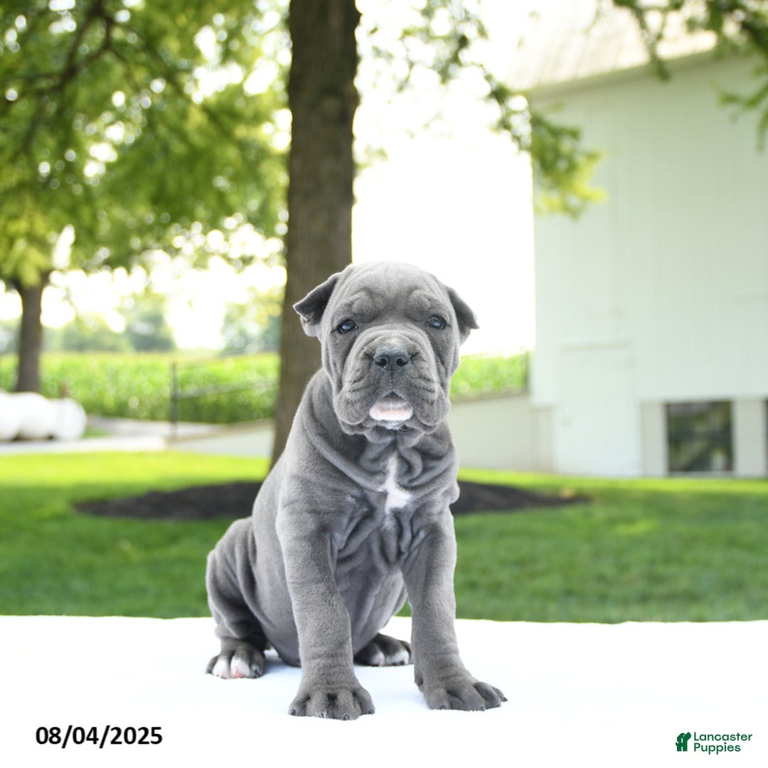 Cane Corso dogs for sale: London - Image 1