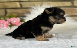 Morkie dogs for sale: Abbie - Image 5