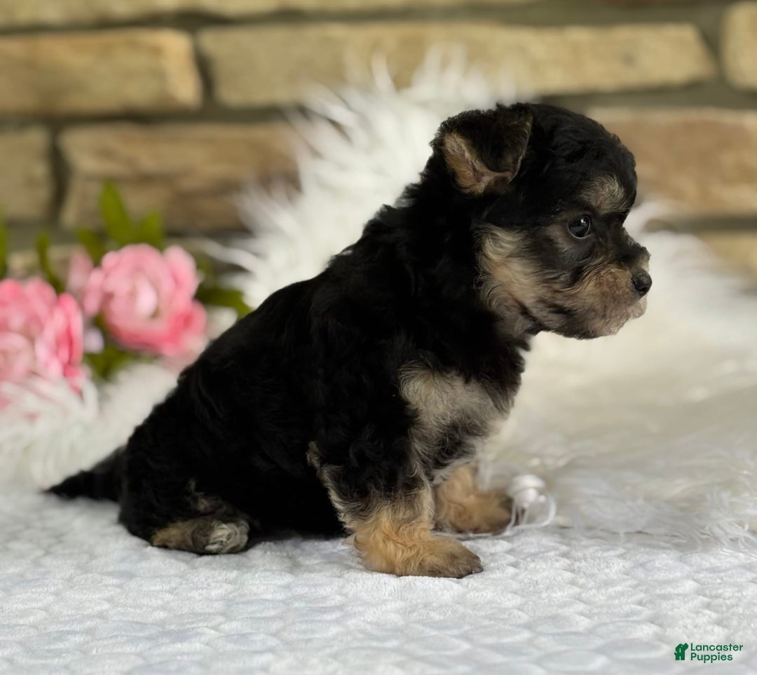 Morkie dogs for sale: Abbie - Image 5
