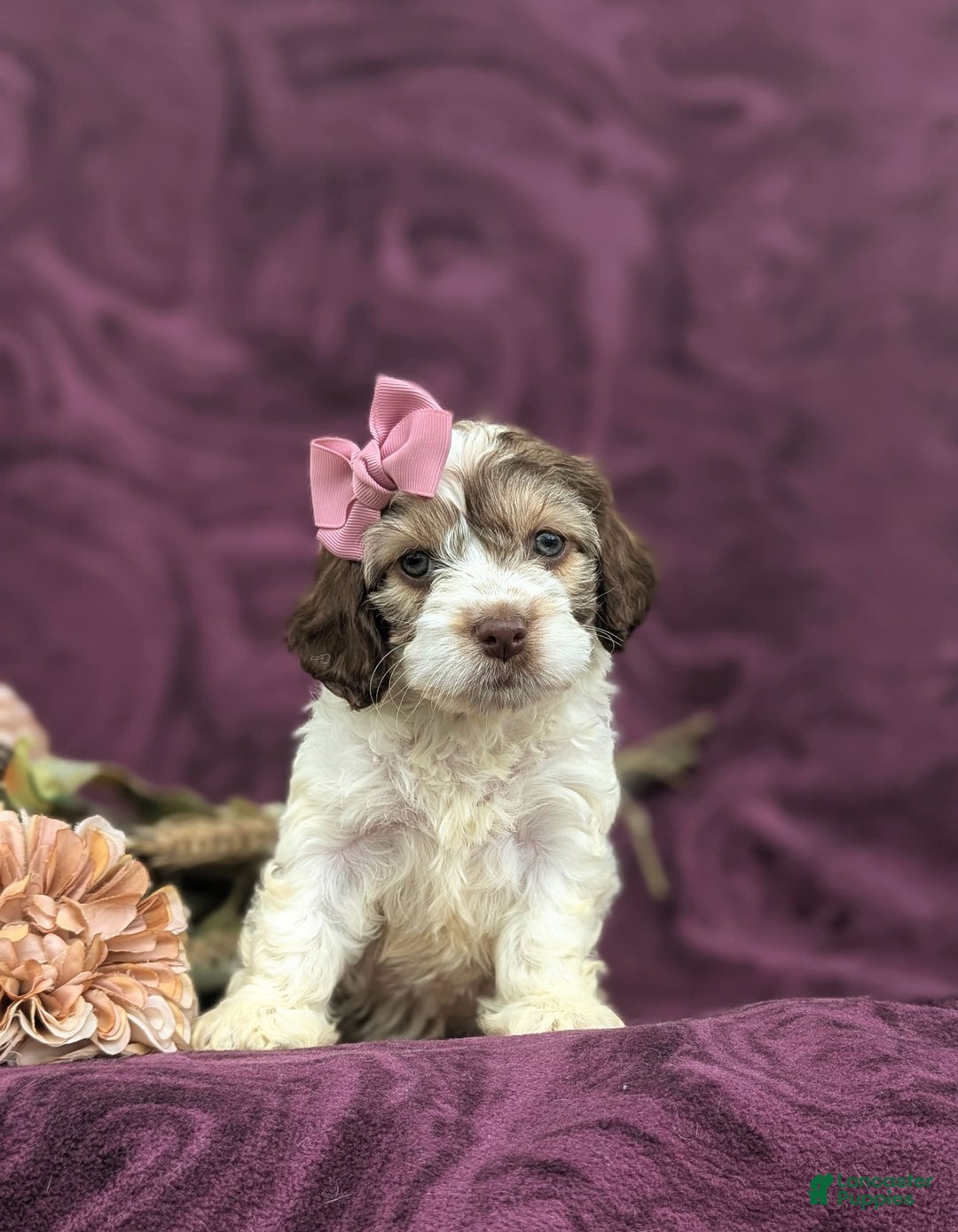 Cockapoo dogs for sale: Krystal - Image 3