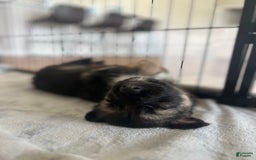 German Shepherd dogs for sale: Cedar - Image 1