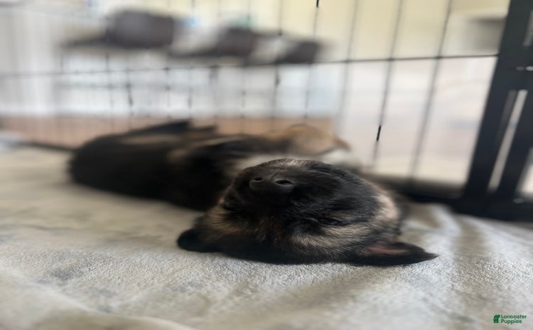 German Shepherd dogs for sale - Ad 1