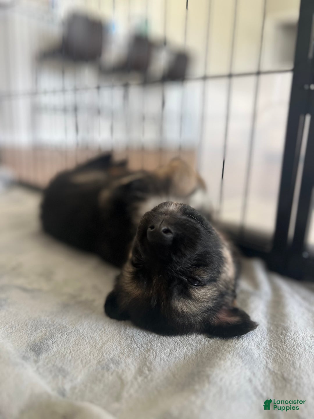German Shepherd dogs for sale: Cedar - Image 1