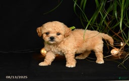 Teddy Bear dogs for sale: Ross - Image 5