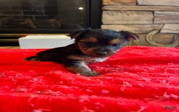 Yorkshire Terrier dogs for sale: Prissy - Image 1