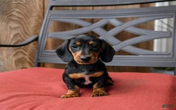 Miniature Dachshund dogs for sale: Axle - Image 4