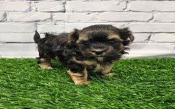 Morkie dogs for sale: Chet - Image 3