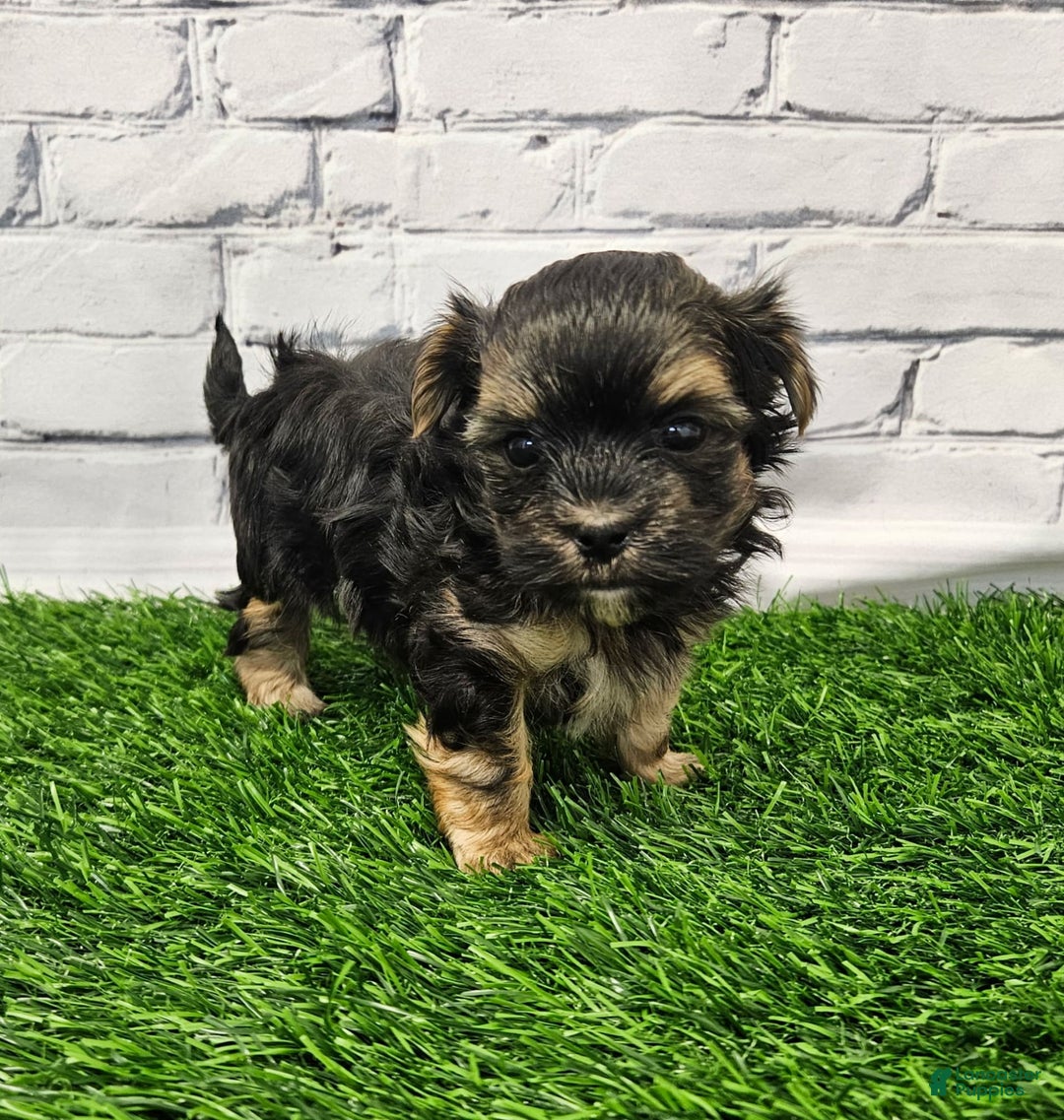 Morkie dogs for sale: Chet - Image 3