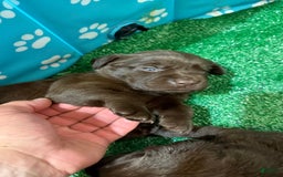 Labrador Retriever dogs for sale: Labrador Retriever 3 puppies - Image 12