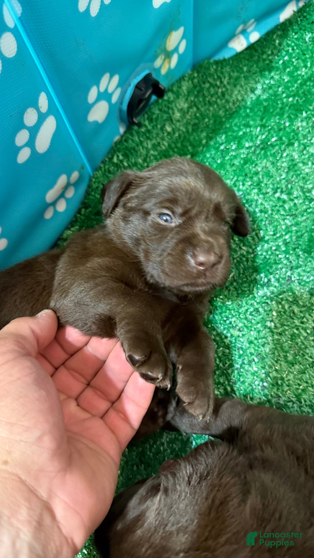 Labrador Retriever dogs for sale: Labrador Retriever 3 puppies - Image 12