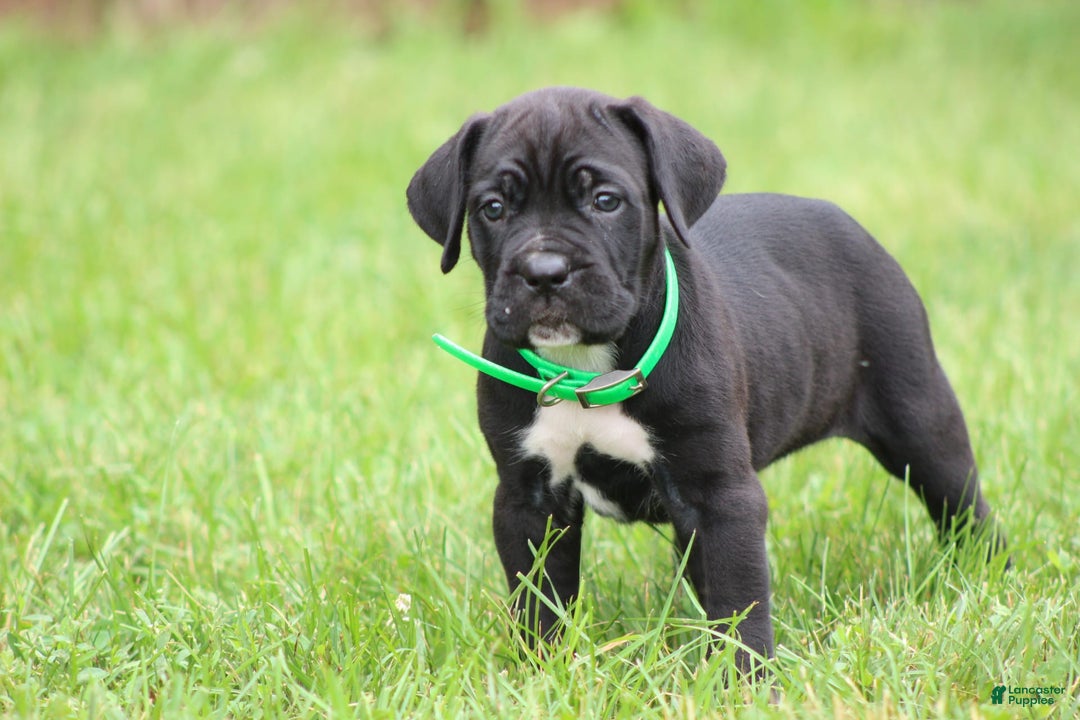 Cane Corso dogs for sale: Summer - Listing for pets: Samson, Mya, Zeus, Summer - Image 2