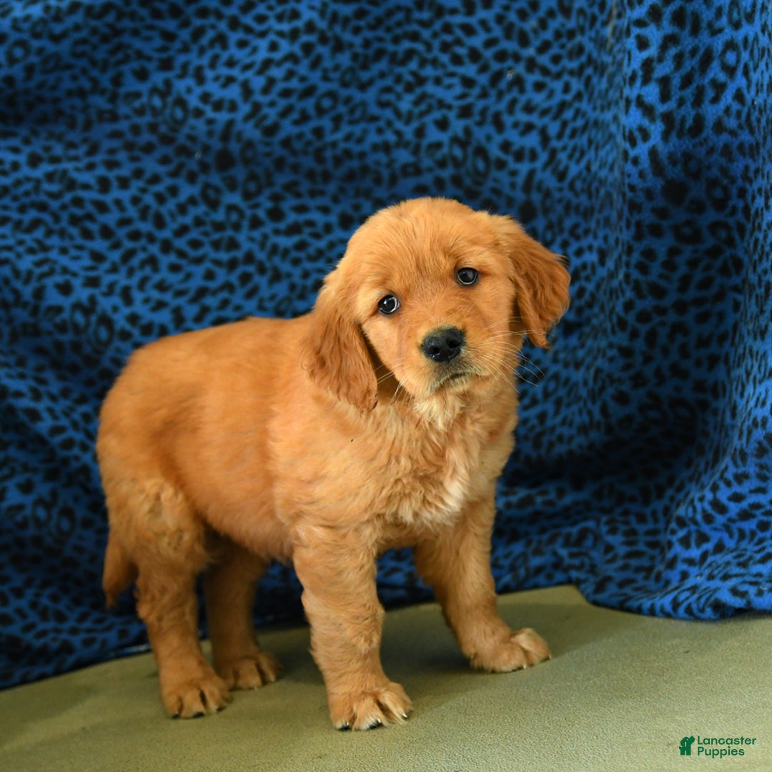 Golden Retriever dogs for sale: Lizzy - Listing for pets: Lilly, Linda, Lizzy, Lex, Ludwig - Image 2