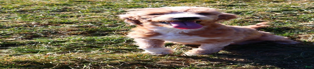 Duke