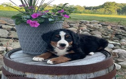 Bernese Mountain Dog dogs for sale: Bernese Mountain Dog 3 puppies - Image 1