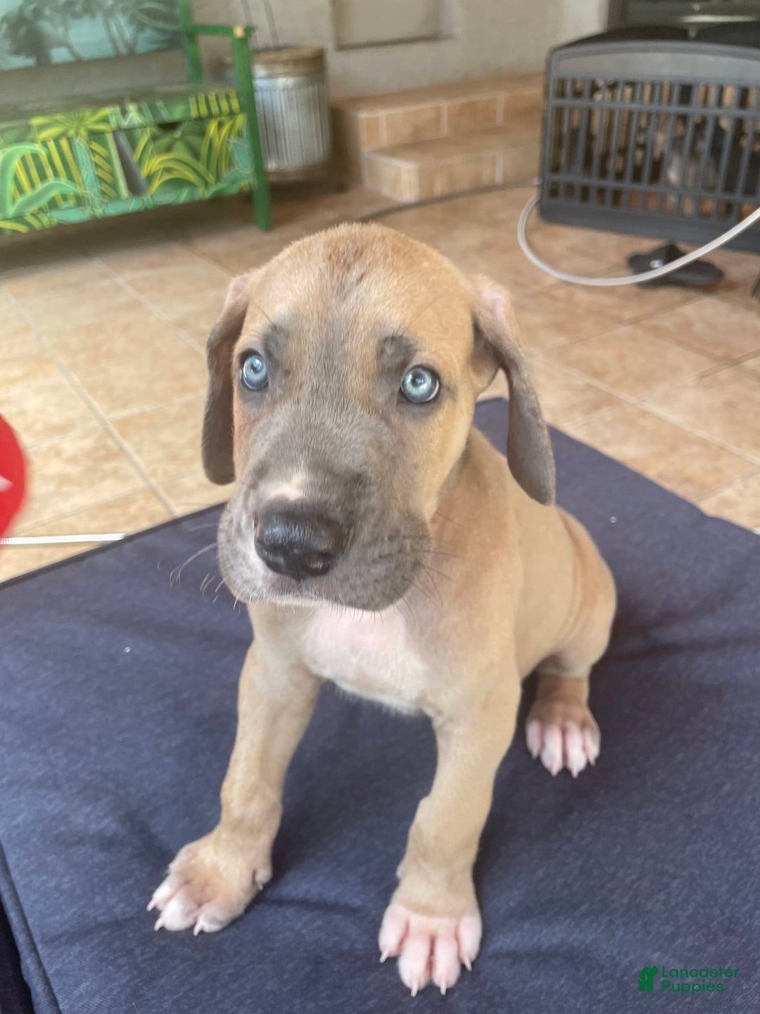Great Dane dogs for sale: Silver Surfer - Image 1
