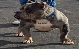 Staffordshire Bull Terrier dogs for sale: Hawks Spike - Image 5