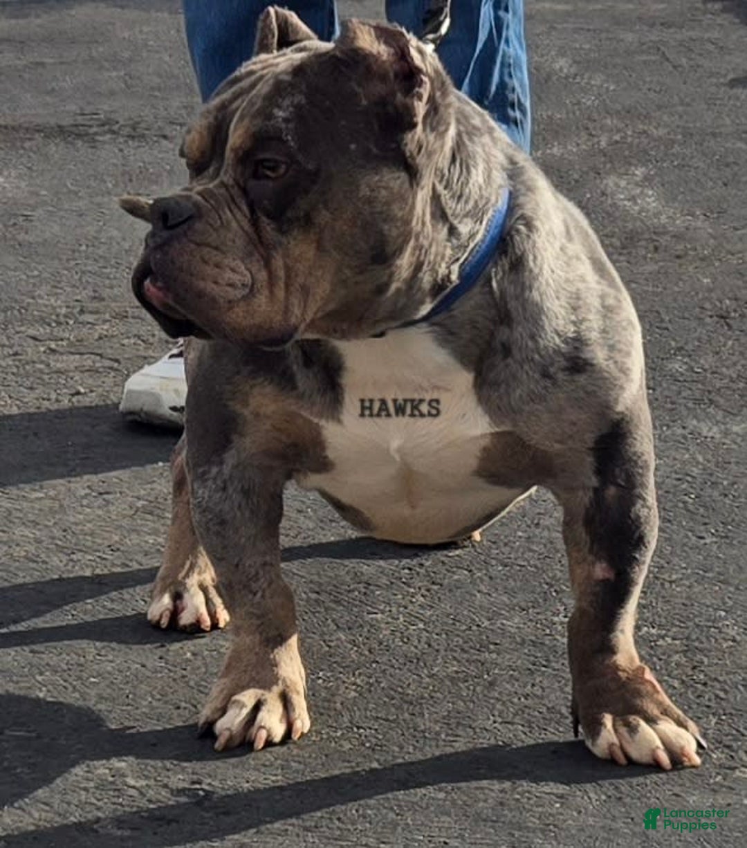 Staffordshire Bull Terrier dogs for sale: Hawks Spike - Image 5